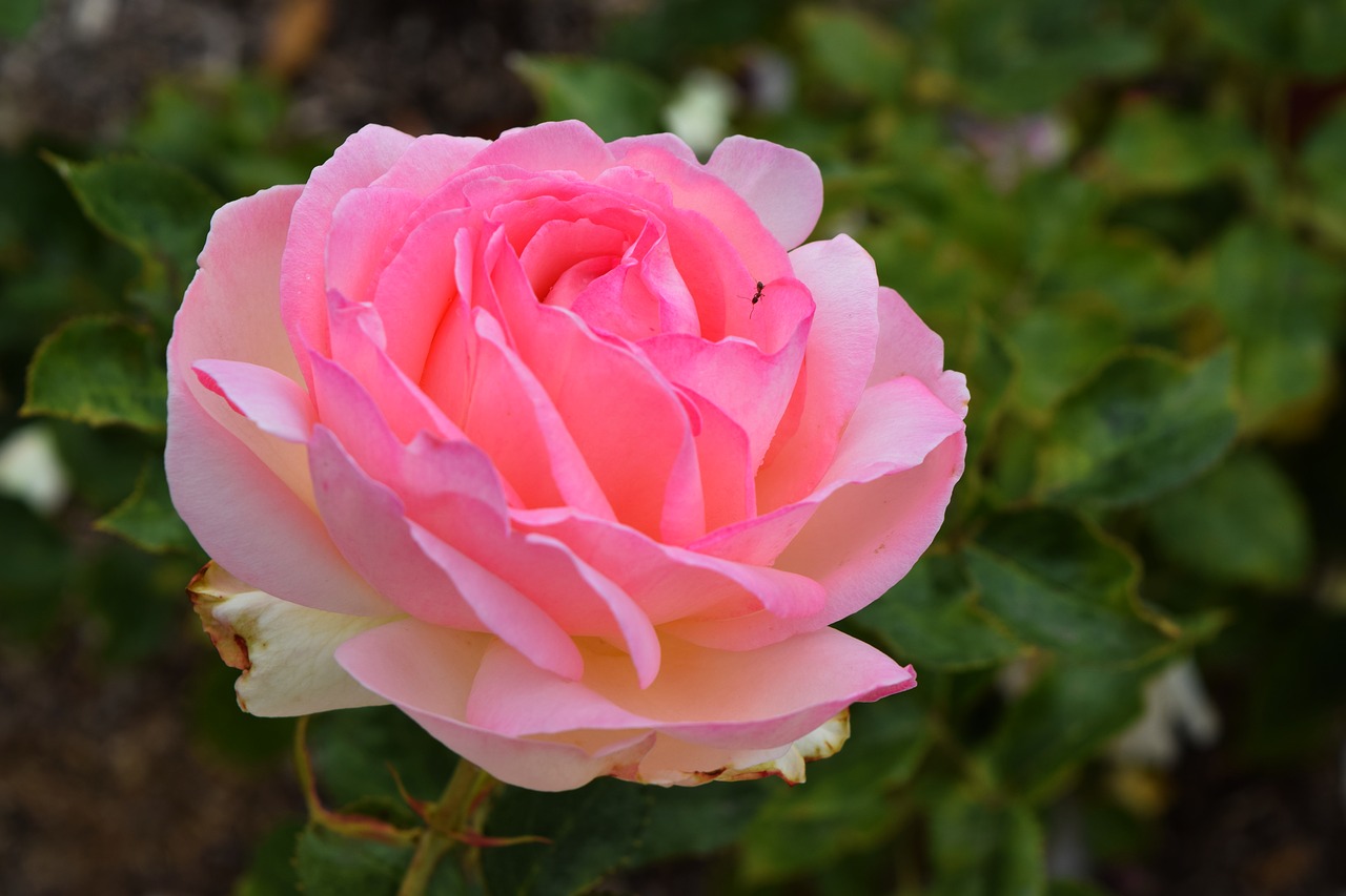 pink  romantic  flower free photo