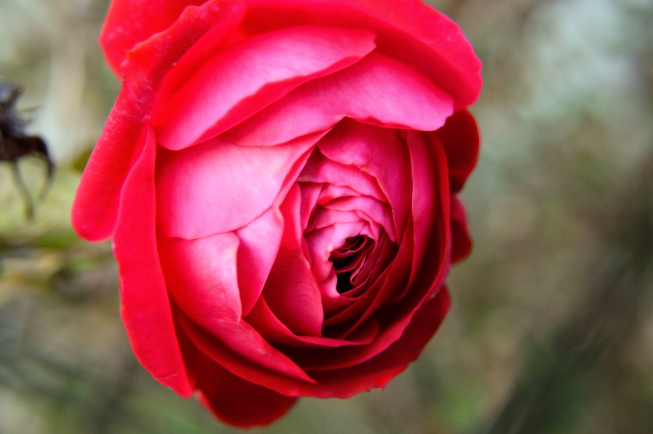 pink  flower  nature free photo