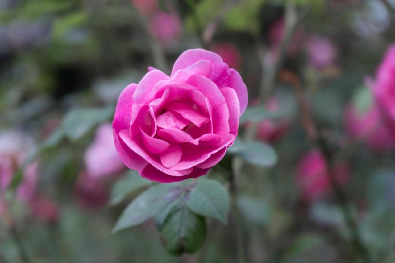 pink  rose  garden free photo
