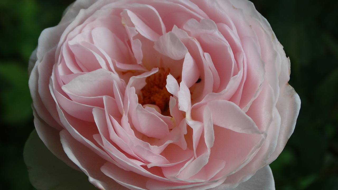 pink  flower  rosebush free photo