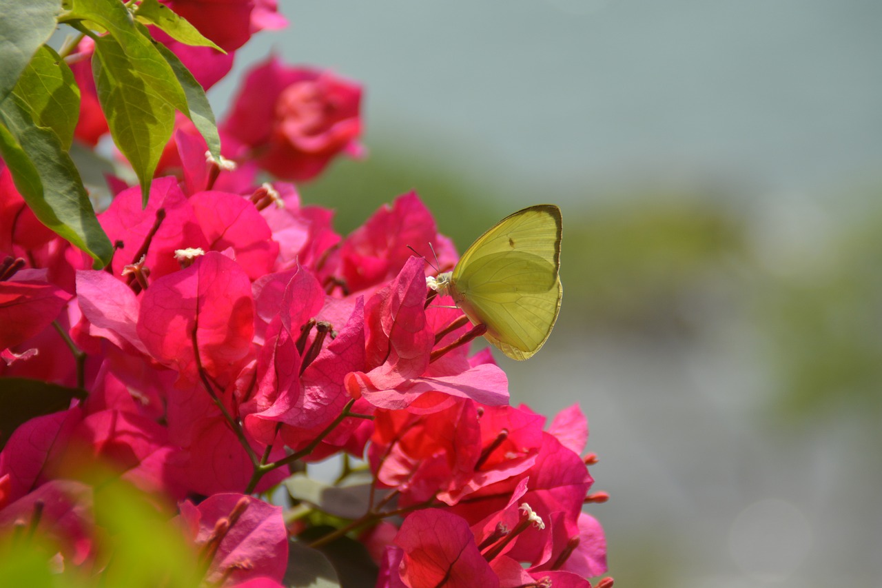 pink  flowers  butterfly free photo