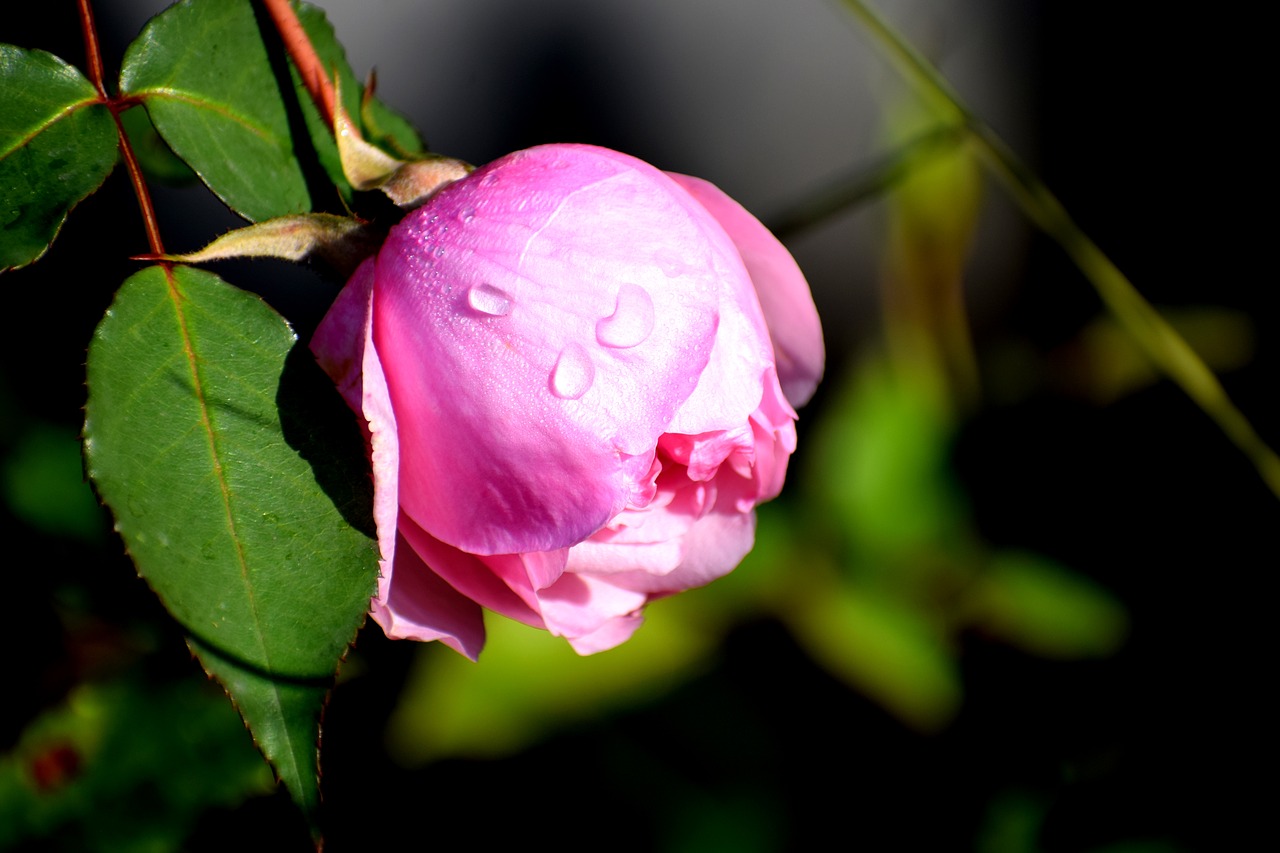 pink  rose  flower free photo