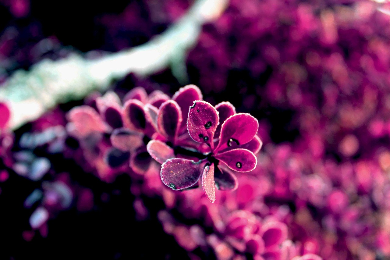 pink  background  plant free photo