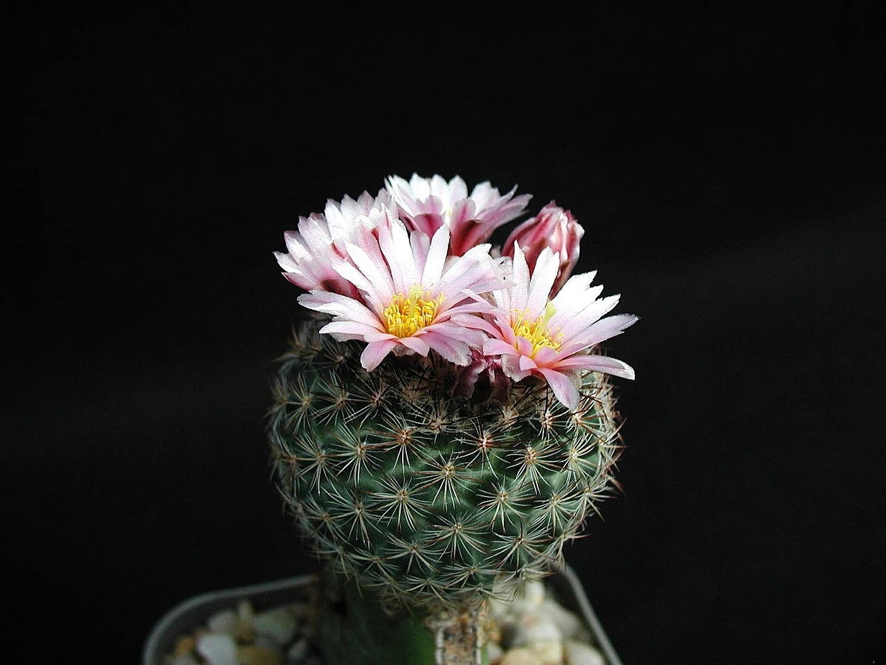 pink barbed cactus free photo