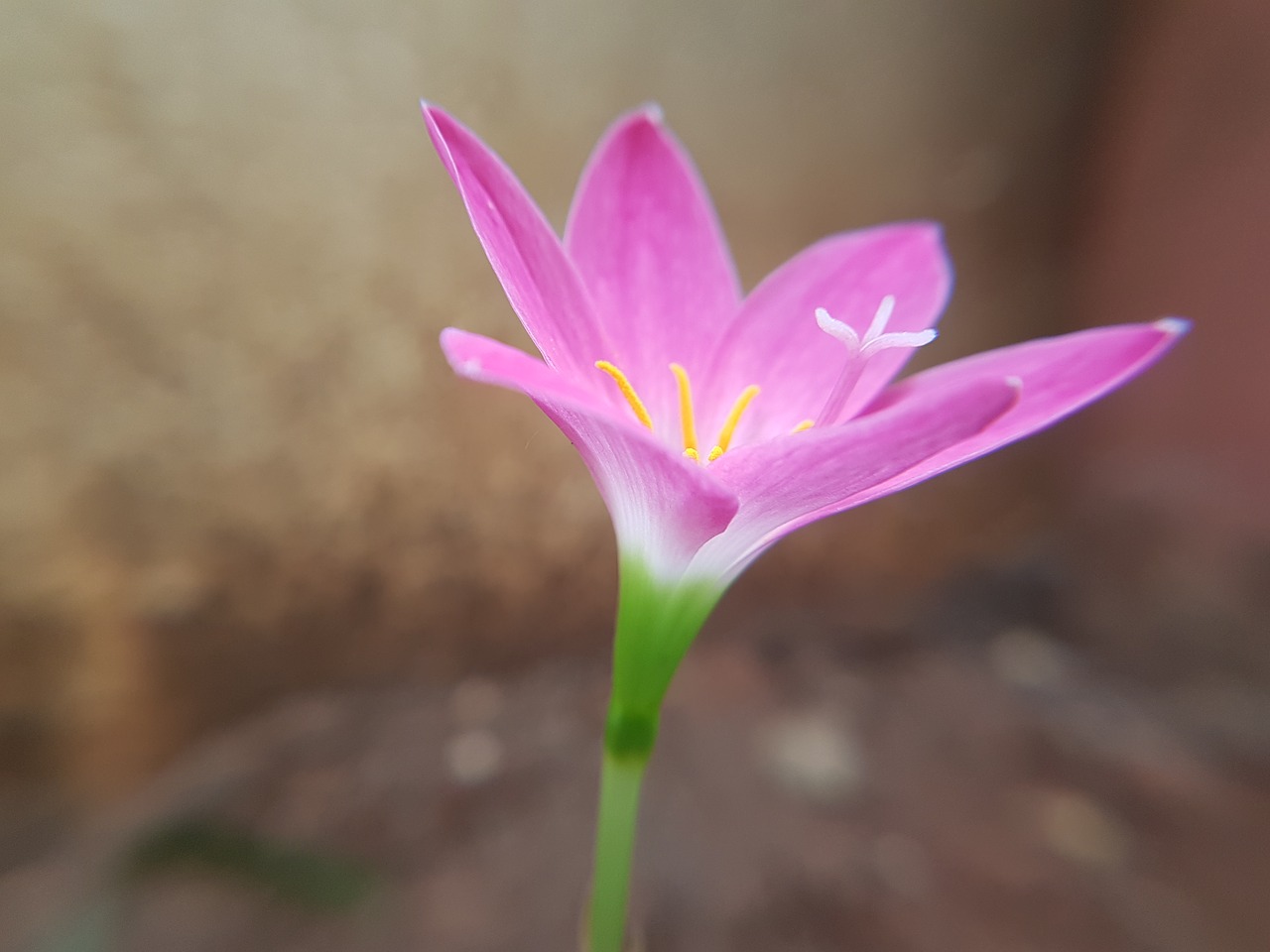 pink  flower  nature free photo