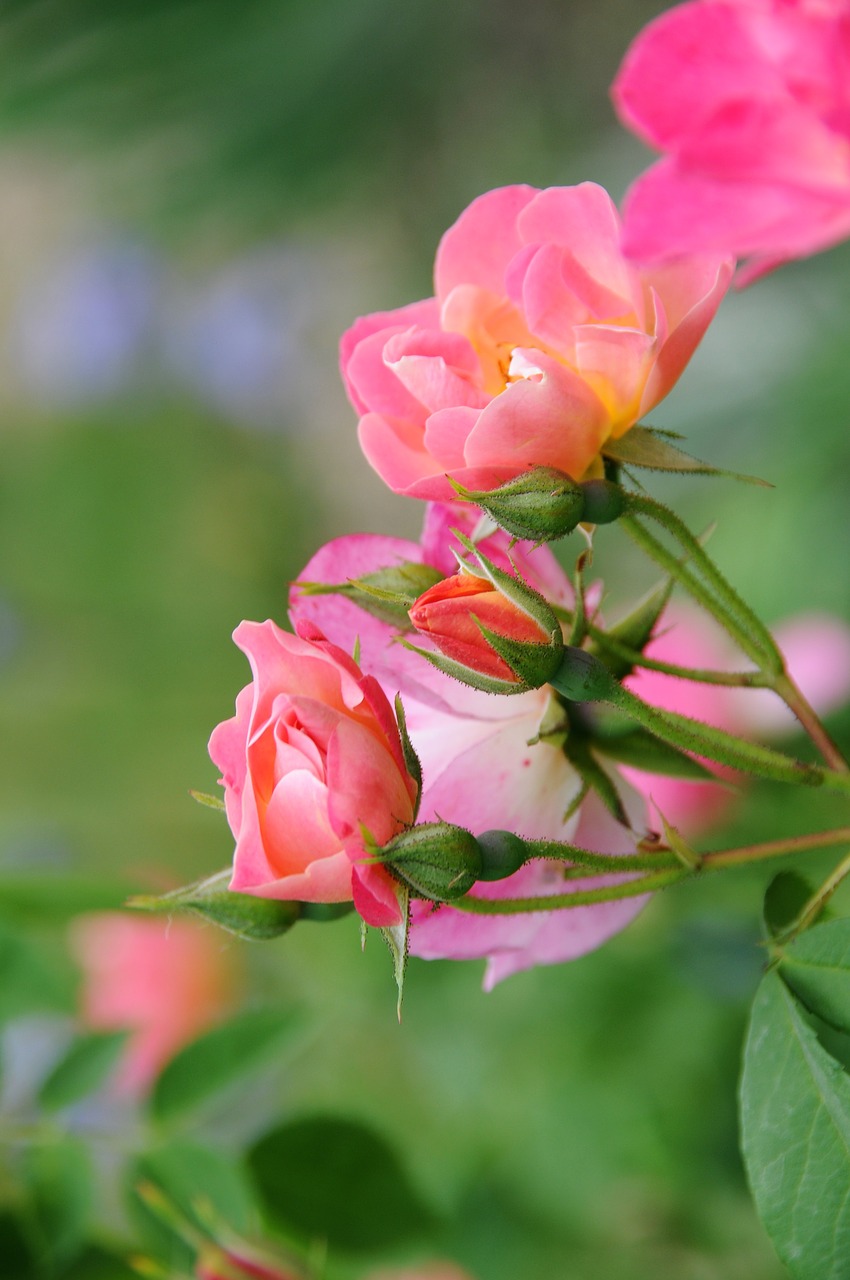 pink  flower  spring free photo