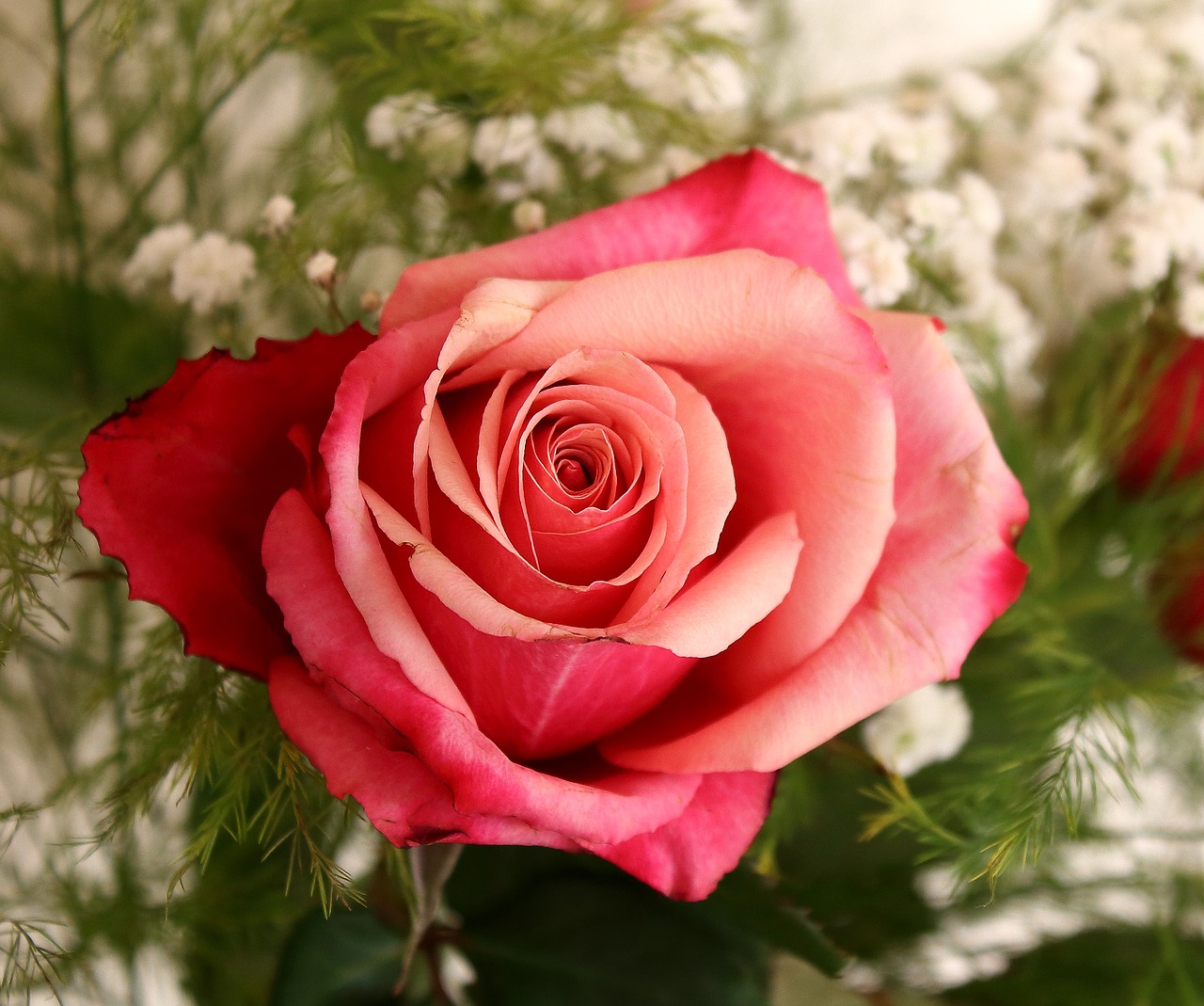 pink  flower  romantic free photo
