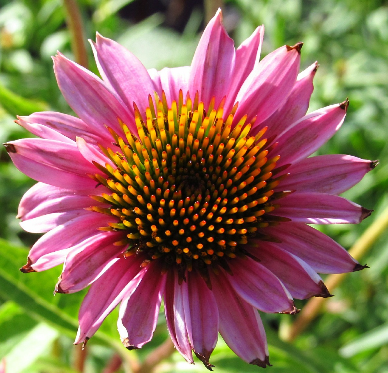 pink flower petals free photo