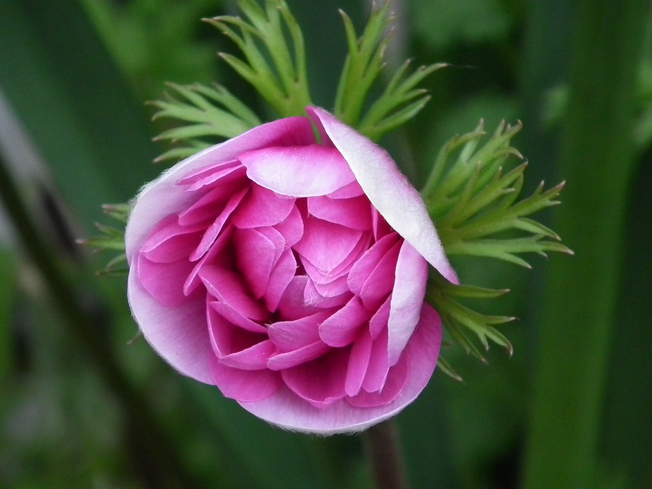 pink  spring  flowers free photo