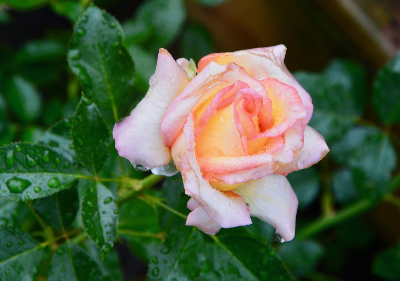 pink  rosebush  pink yellow color free photo