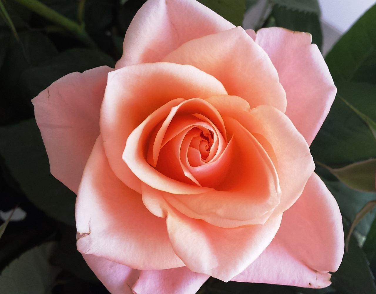 pink rose flower free photo