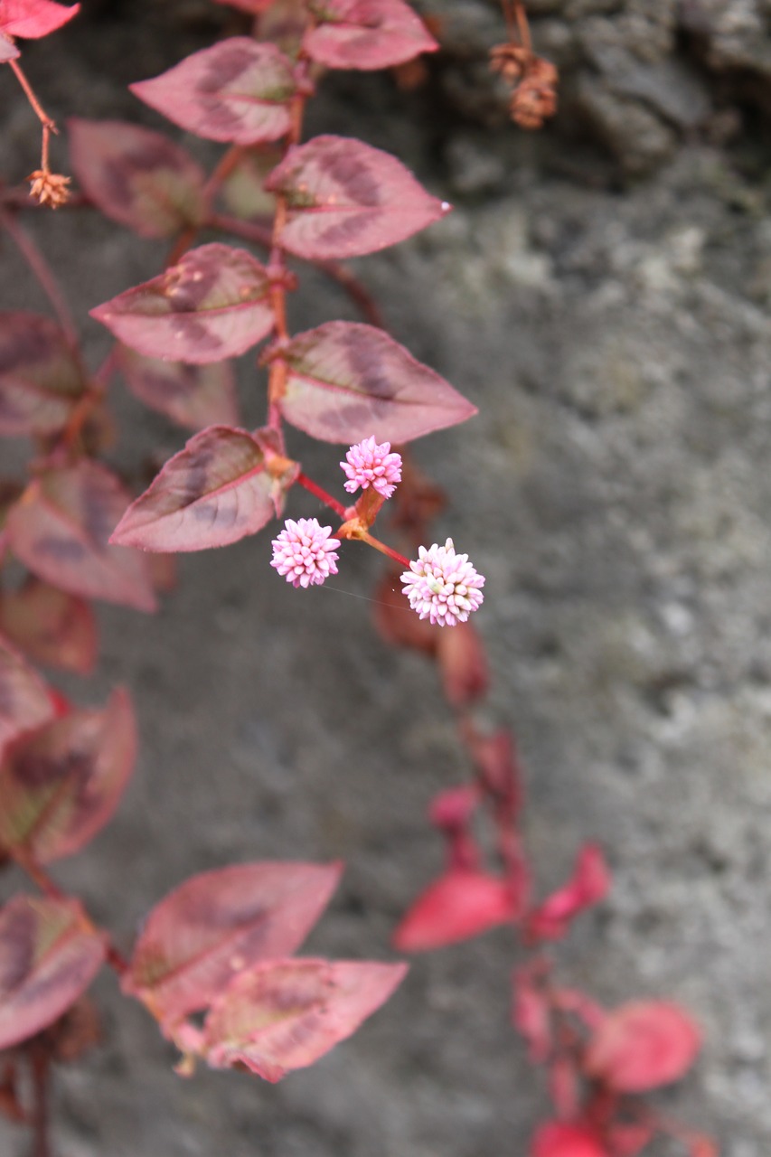 pink  blossom  nature free photo