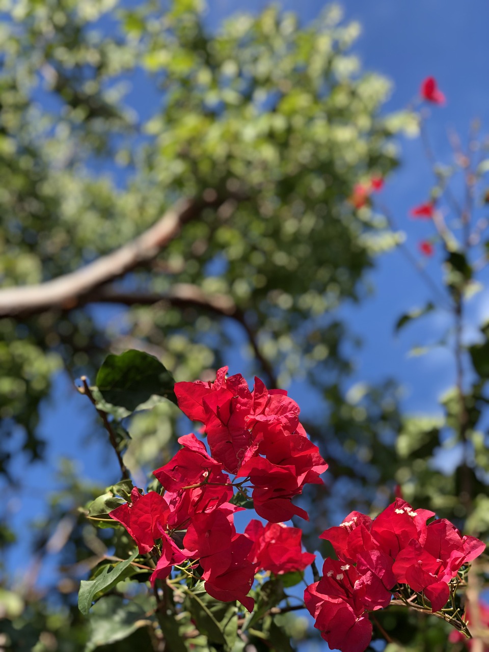 pink  flowers  nature free photo