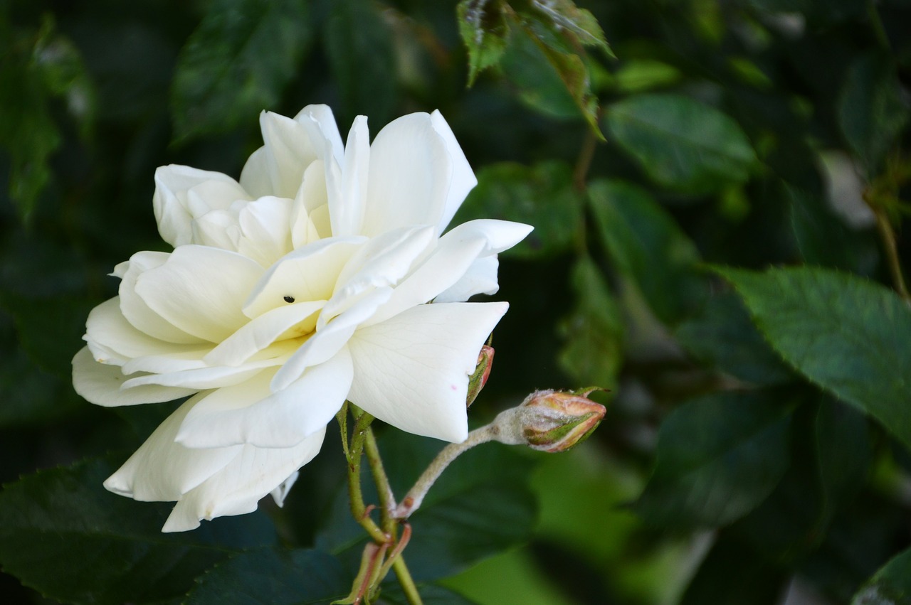 pink  white  flower free photo