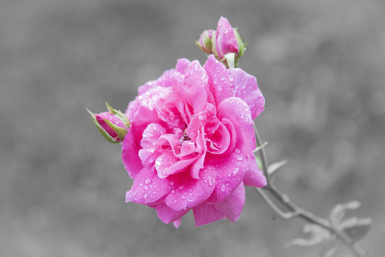 pink  flower  flowers free photo