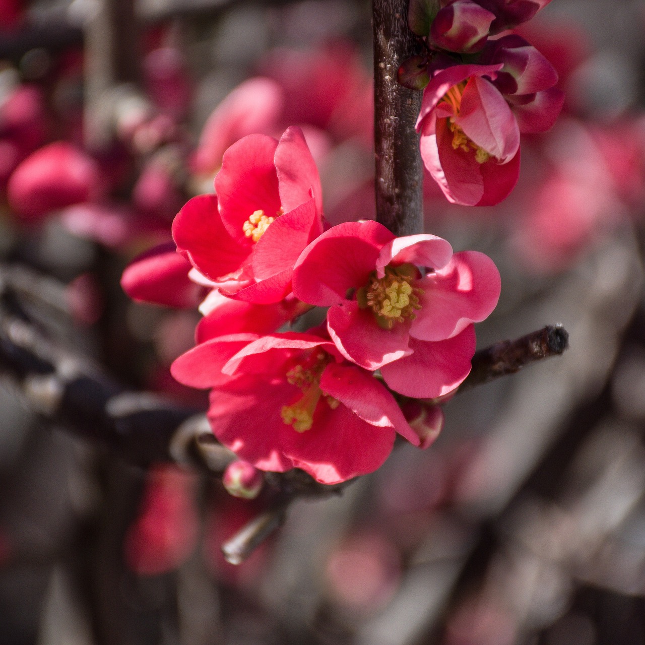 pink  flowers  bloom free photo