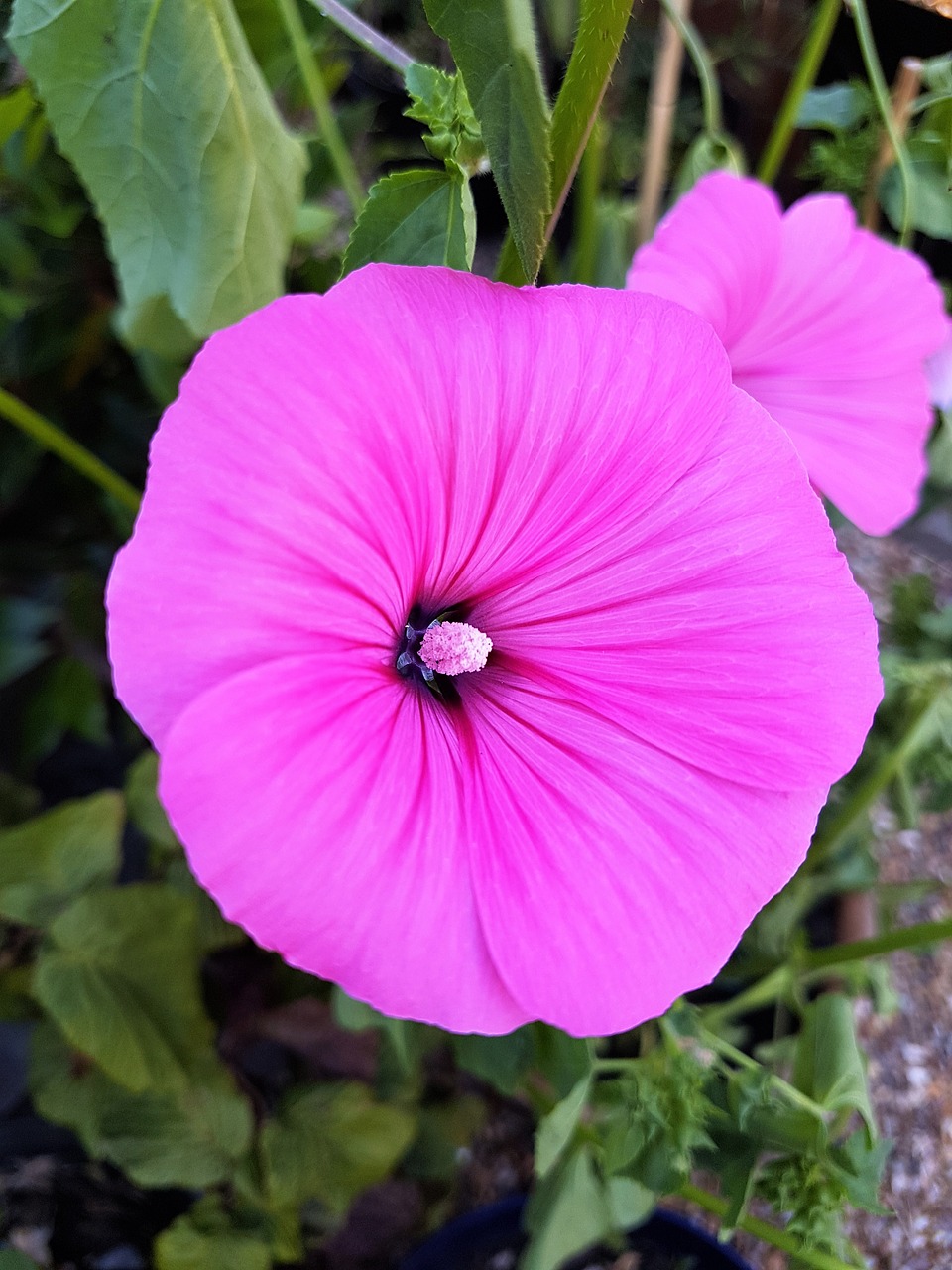 pink  flower  mallow free photo