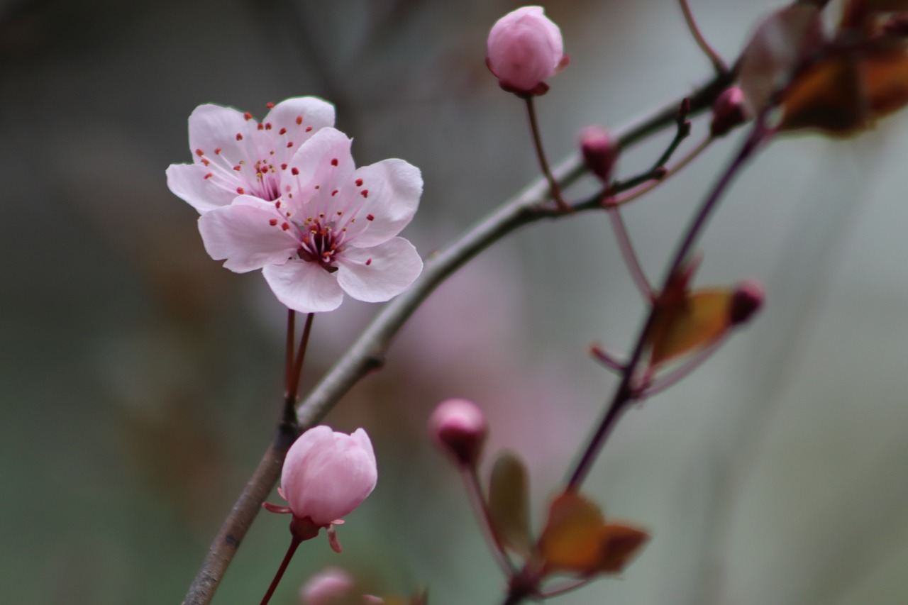 pink  early bloomer  plum blossom free photo