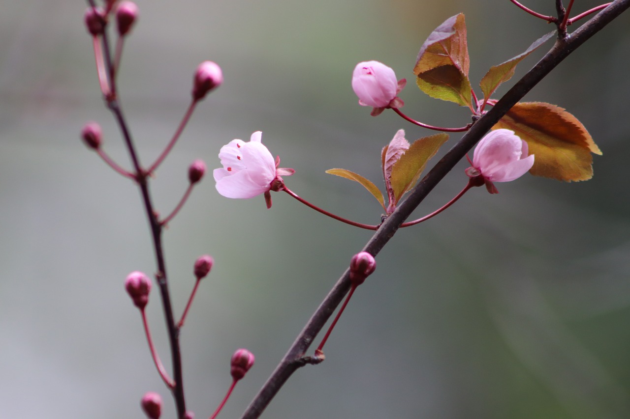 pink  early bloomer  plum blossom free photo