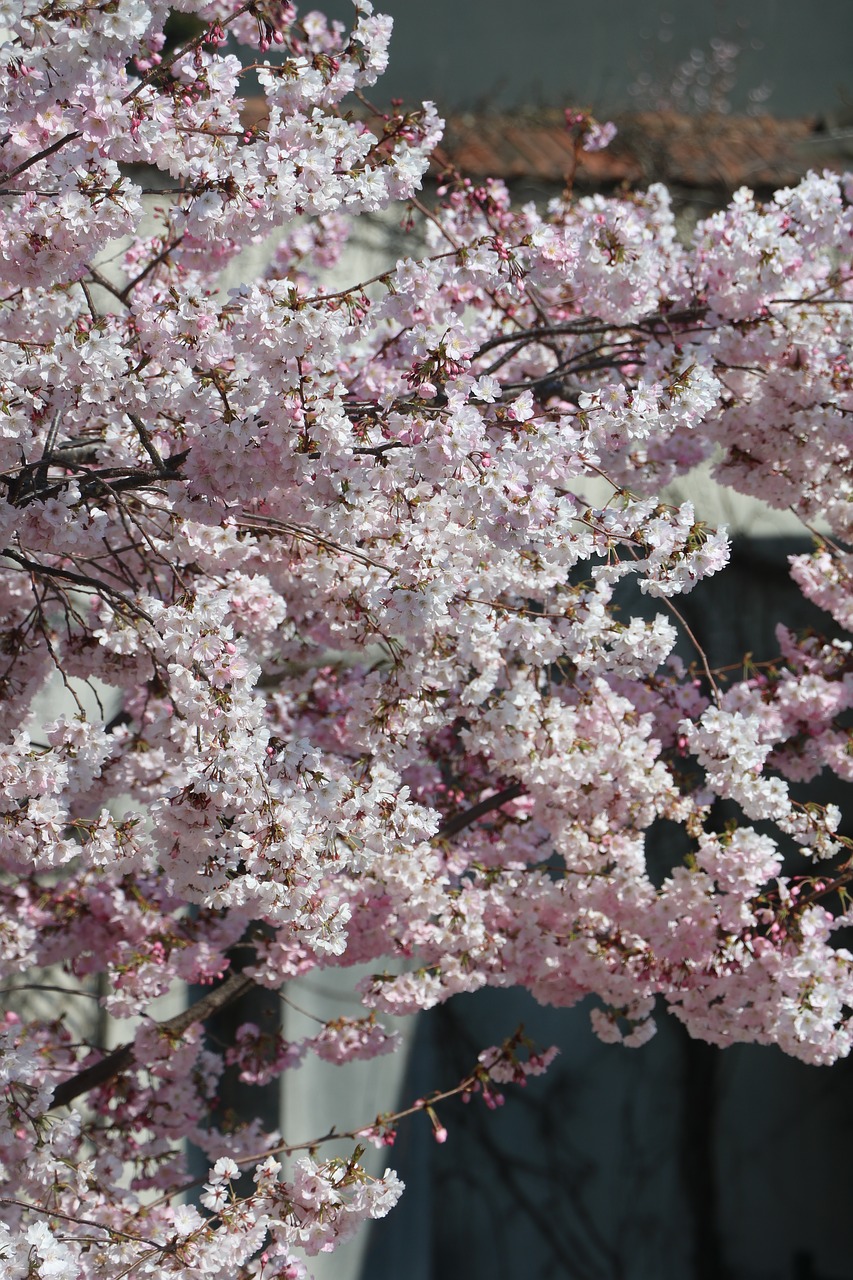 pink  flower  tree free photo