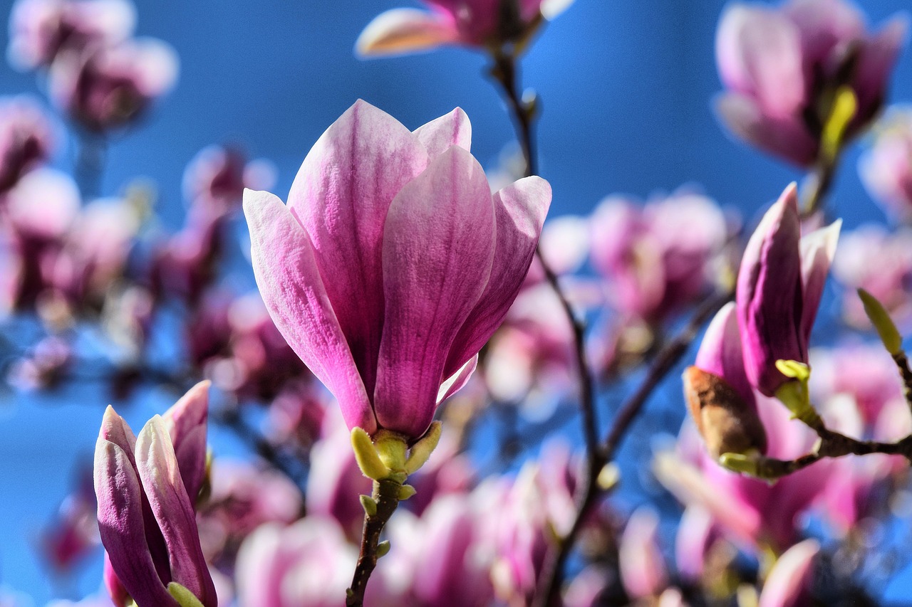 pink  magnolia  flowers free photo