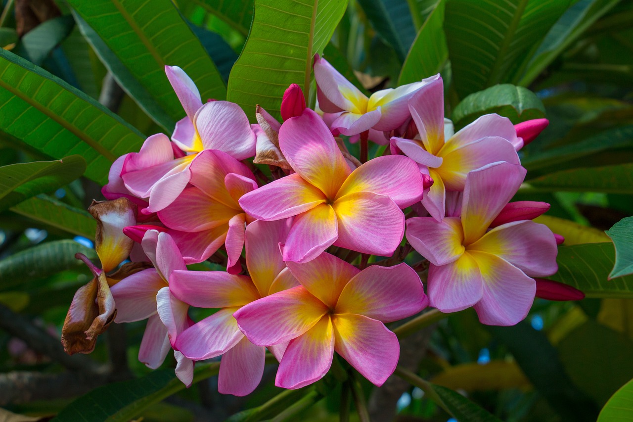 pink  yellow  spring free photo