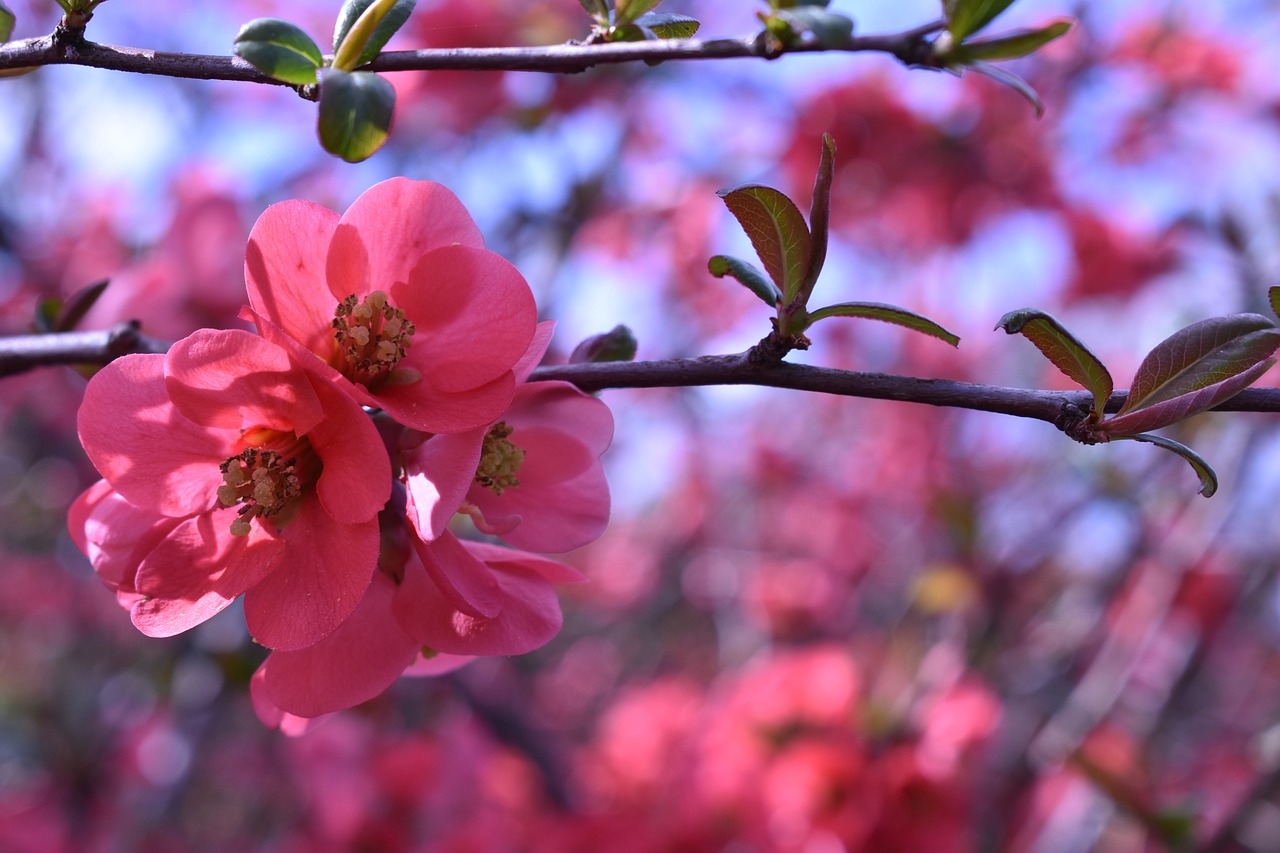 pink  red  blossom free photo