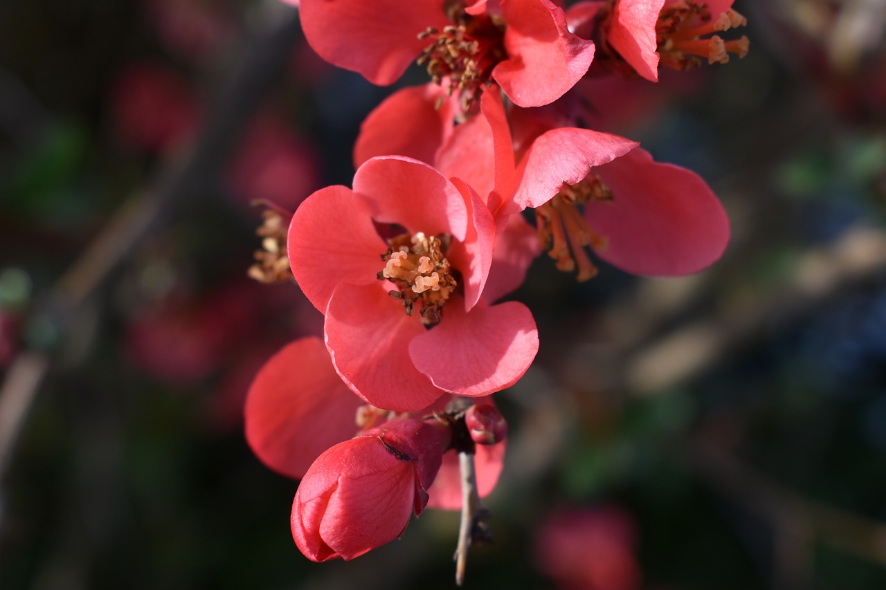 pink  flowers  spring free photo