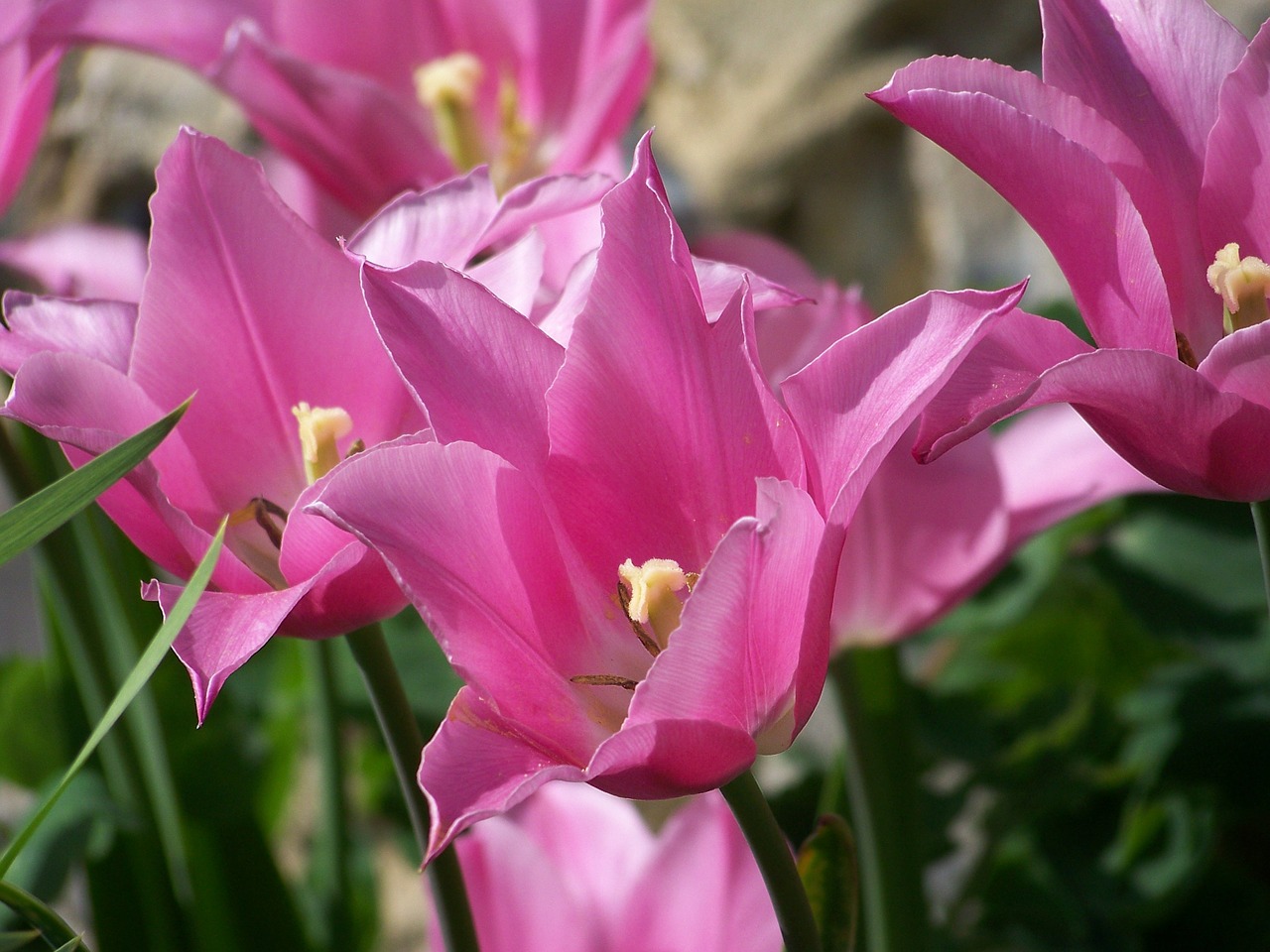 pink tulip flower free photo