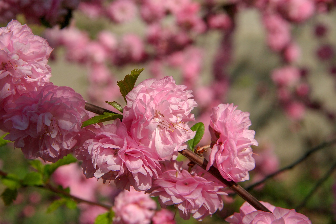 pink  flower  nature free photo