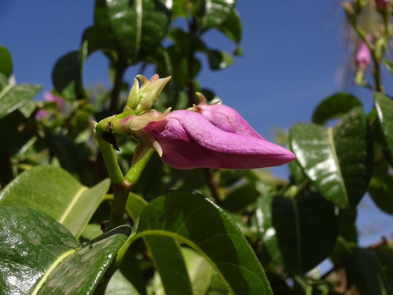 pink  flower  exotic free photo