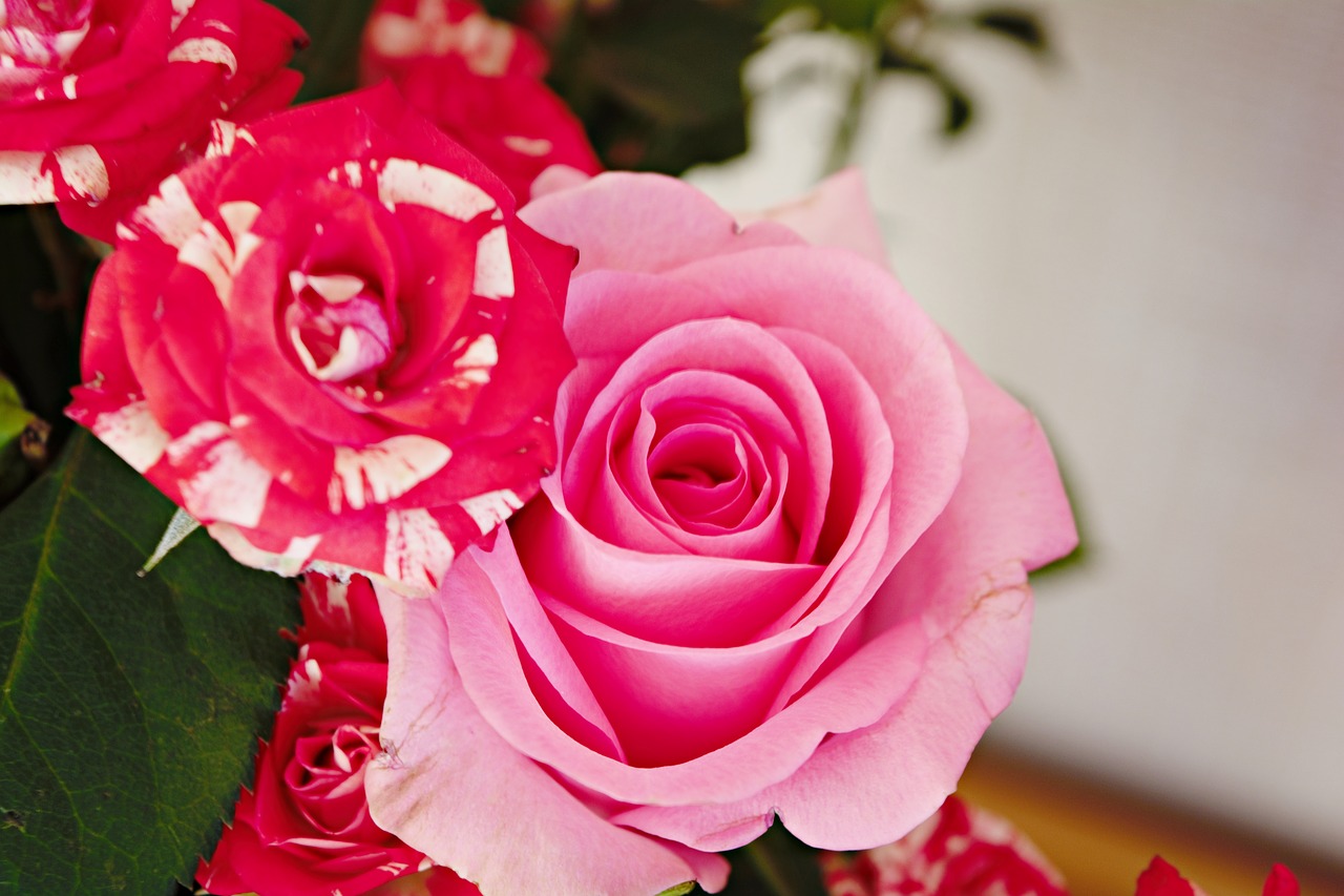 pink  roses  flowers free photo