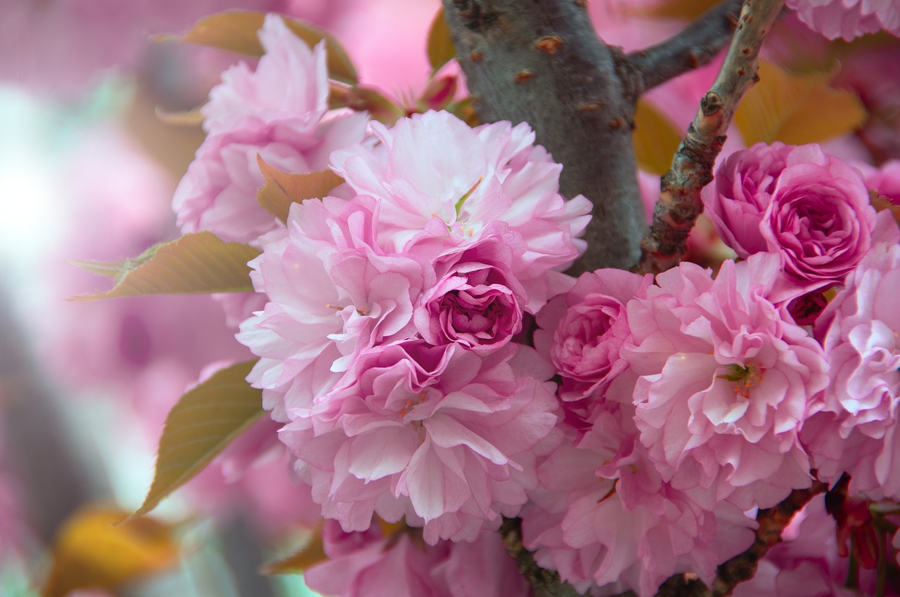 pink  japan cherry  flower free photo