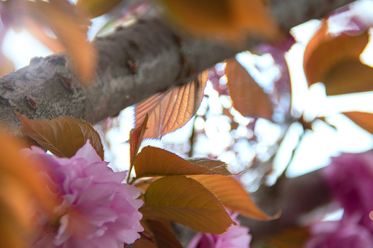 pink  japan cherry  flower free photo