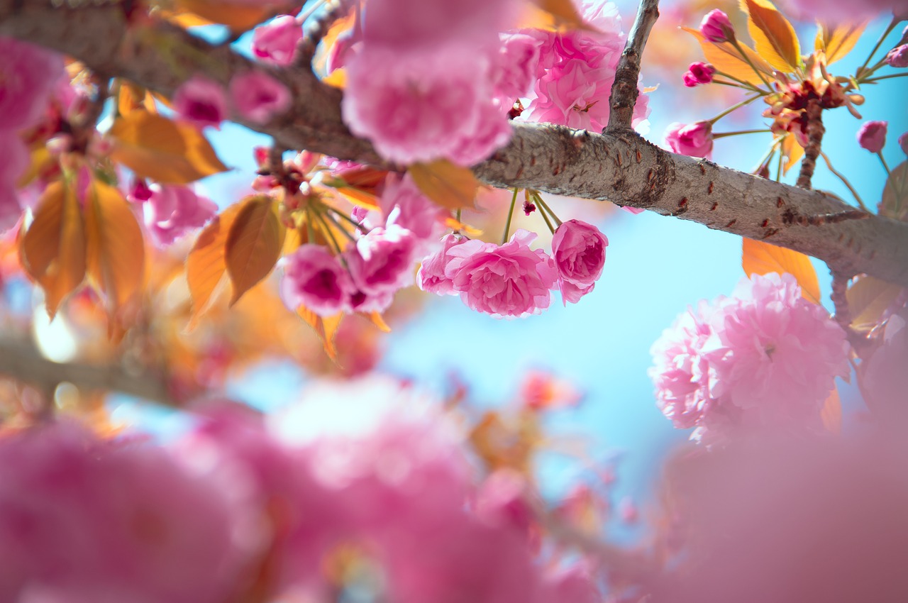 pink  japan cherry  flower free photo