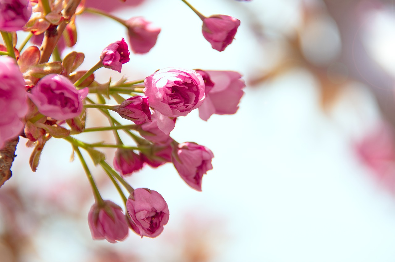 pink  japan cherry  flower free photo
