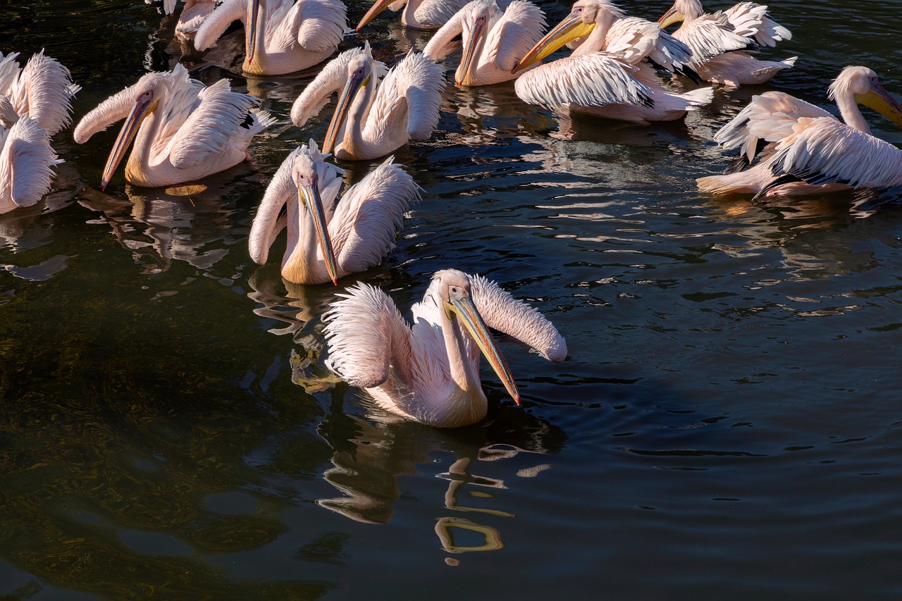 pink  pelican  pelicans free photo