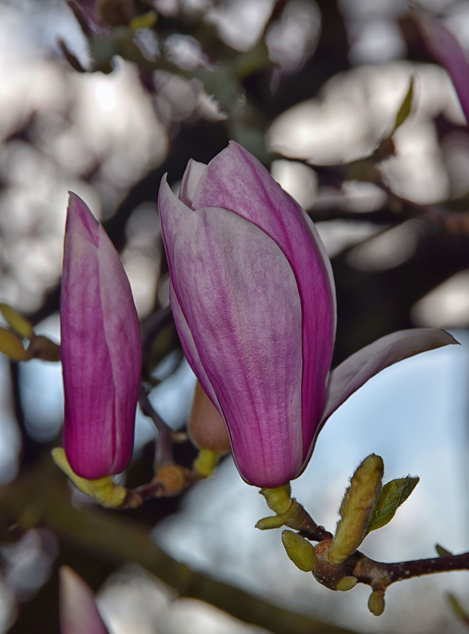 pink  white  spring free photo