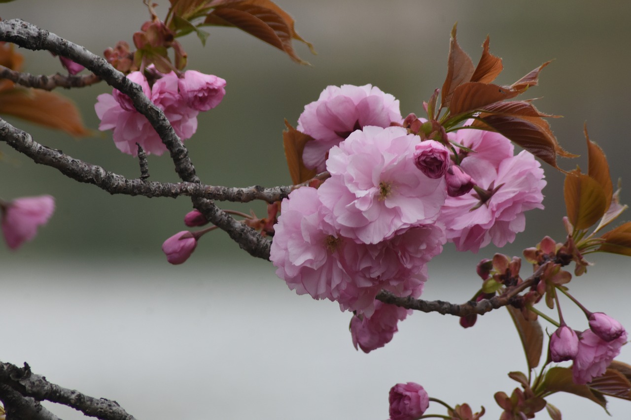 pink  flowers  spring free photo