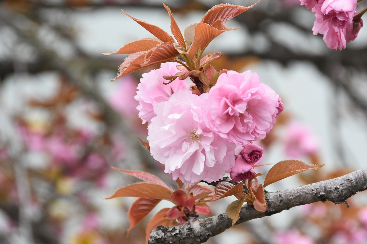 pink  flowers  spring free photo