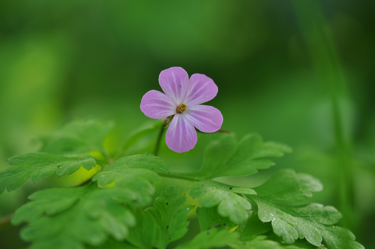 pink  flower  stork's free photo