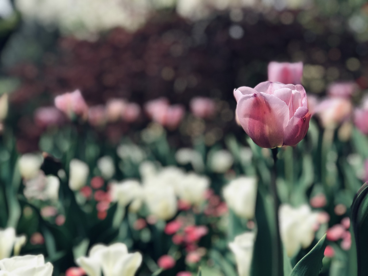 pink  white  flowers free photo