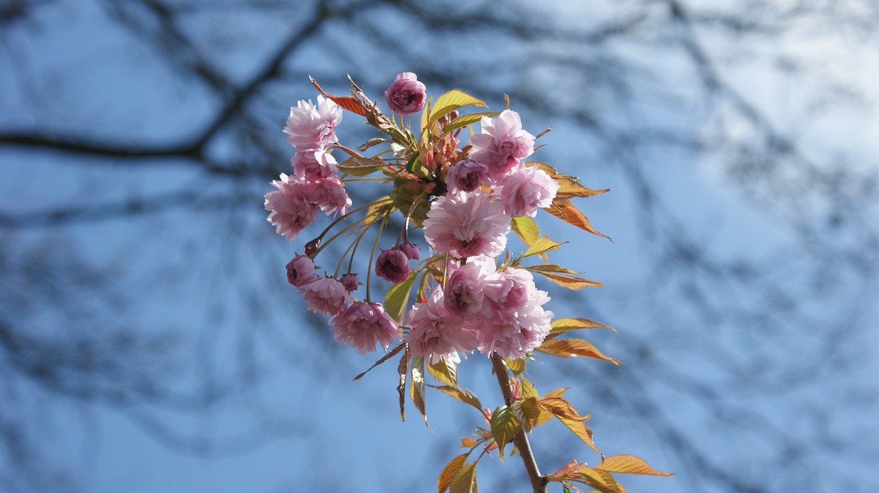 pink  flowers  blossom free photo