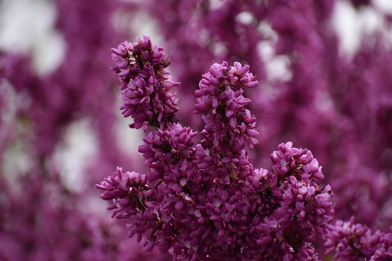 pink  flowers  pretty free photo