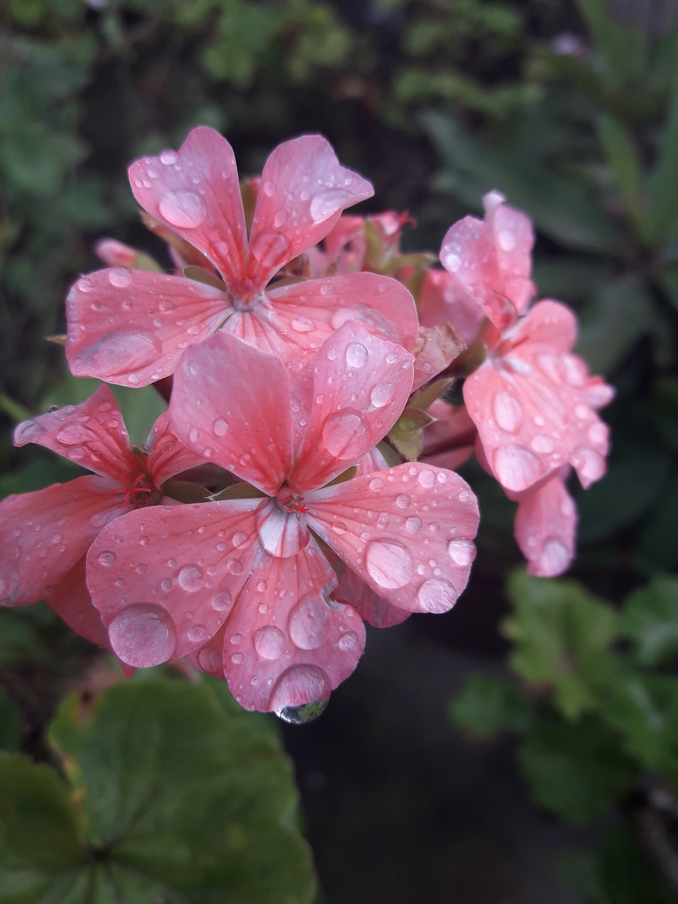 pink  flower  waterdrop free photo