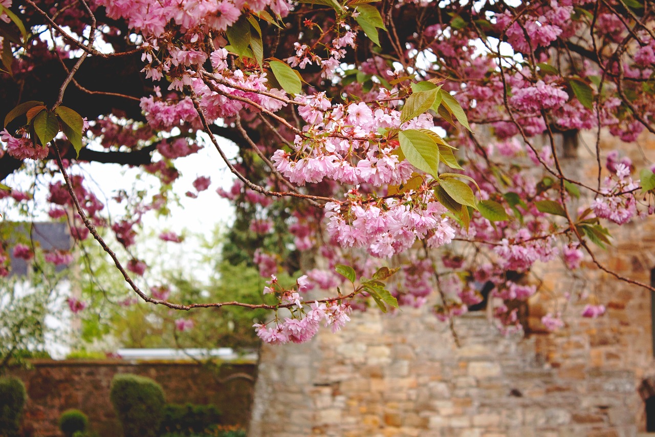 pink  flowers  spring free photo