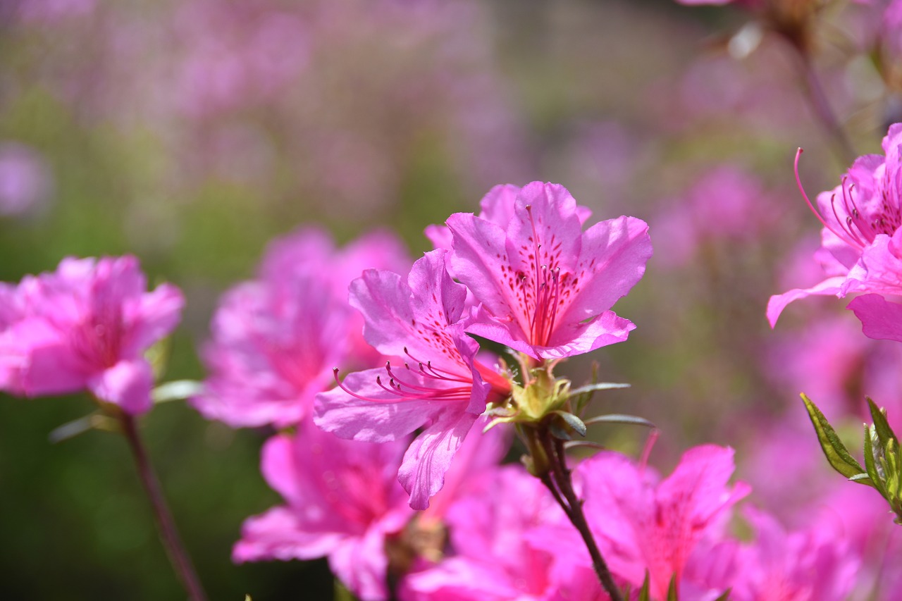 pink  flowers  blossom free photo