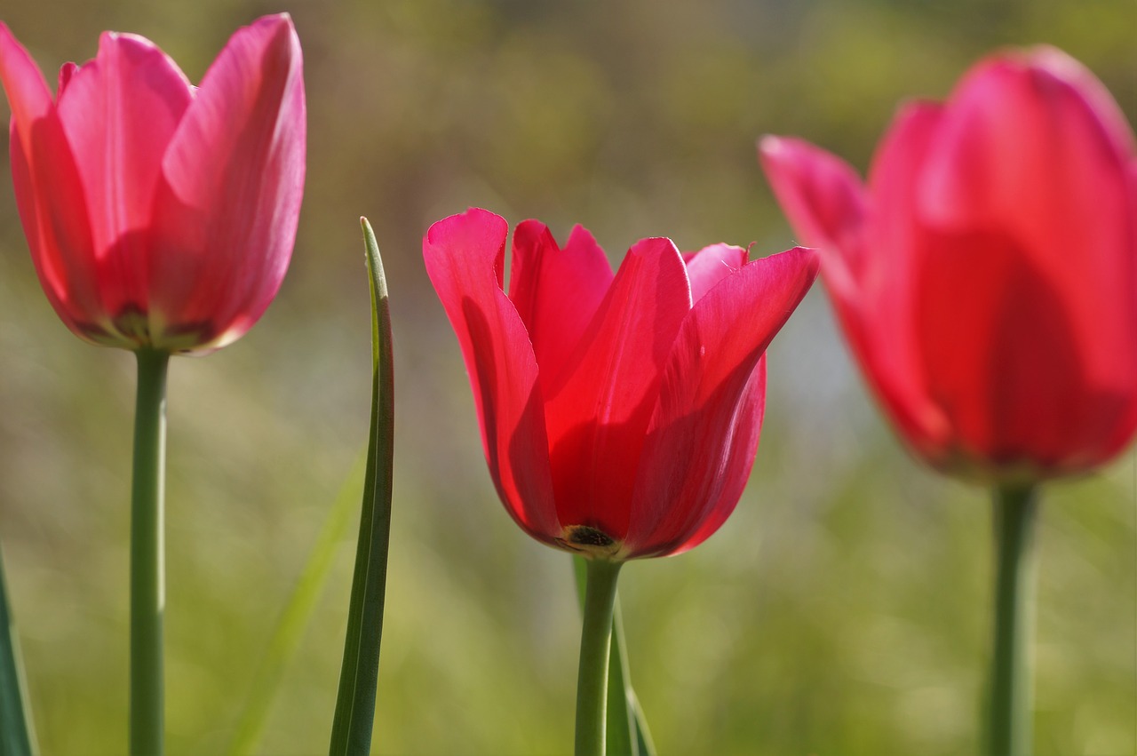 pink  garden  spring free photo