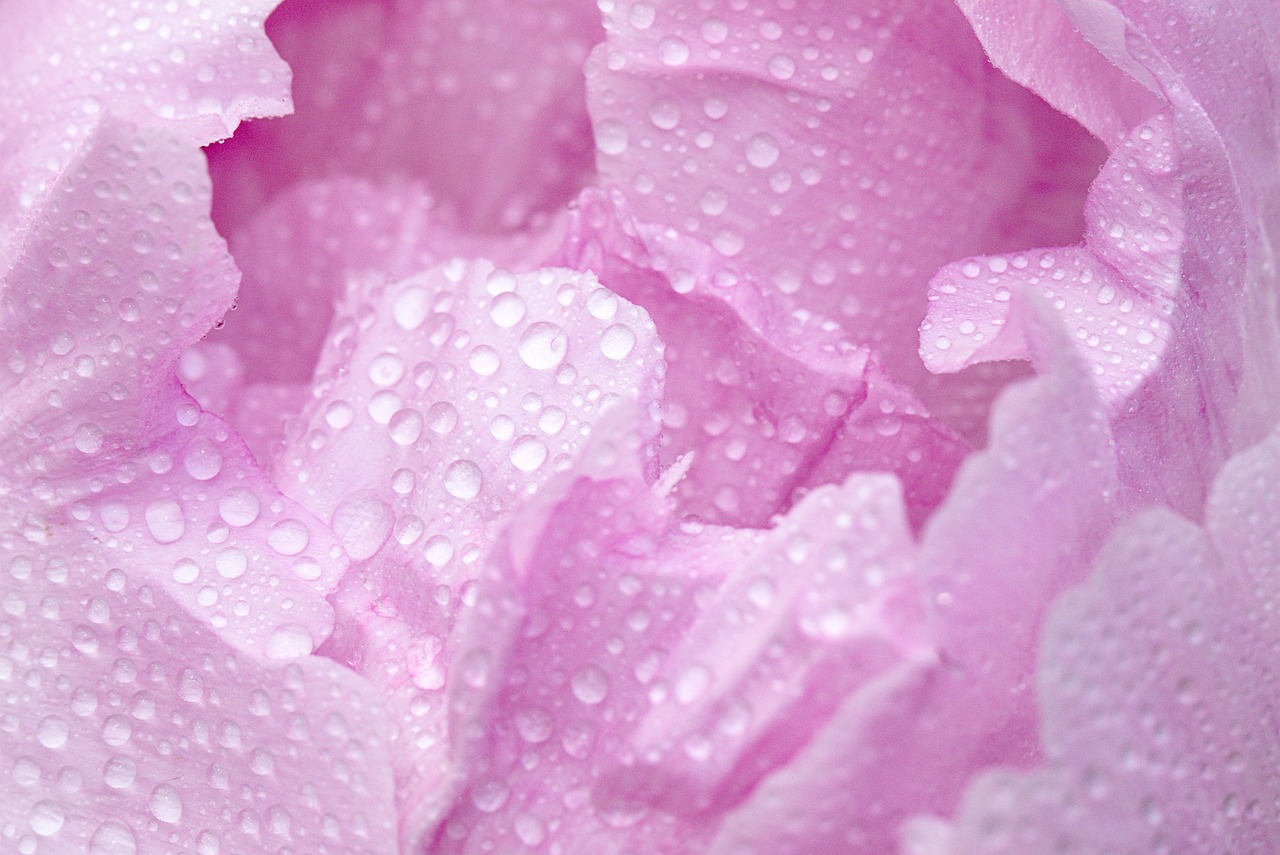 pink  peony  macro free photo