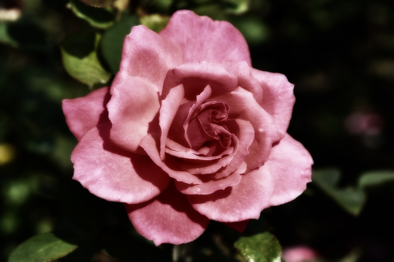 pink  flower  nature free photo